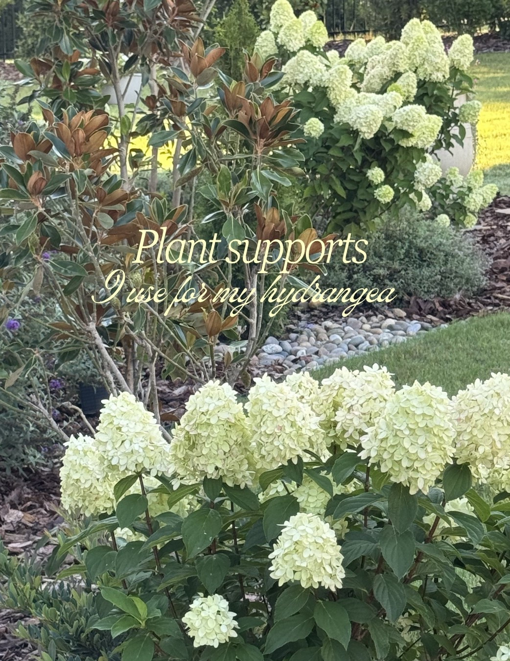 Supports I use mid summer when my limelight hydrangea start flopping

#LTKdayinmylife #LTKHome