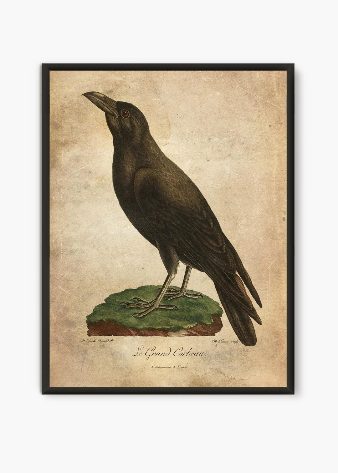 Raven Vintage Prints Bird Illustration, Antique Book Page Cottagecore Farmhouse Decor, Vintage Cr... | Etsy (US)