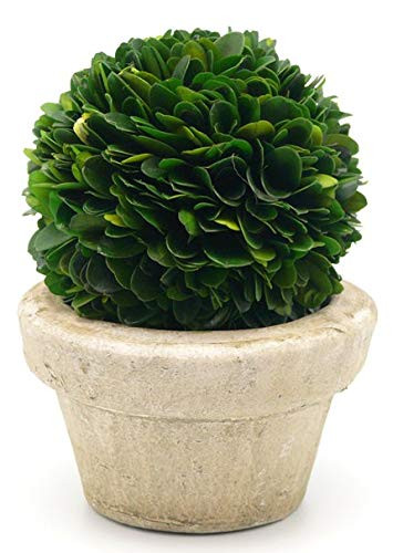 Serene Spaces Living Preserved Boxwood Ball with Small Pot – Boxwood in Planters, Preserved Plant for Boxwood Table Decor, Boxwood Centerpiece, Measures 5.5" Tall & 4" Diameter, Single | Amazon (US)
