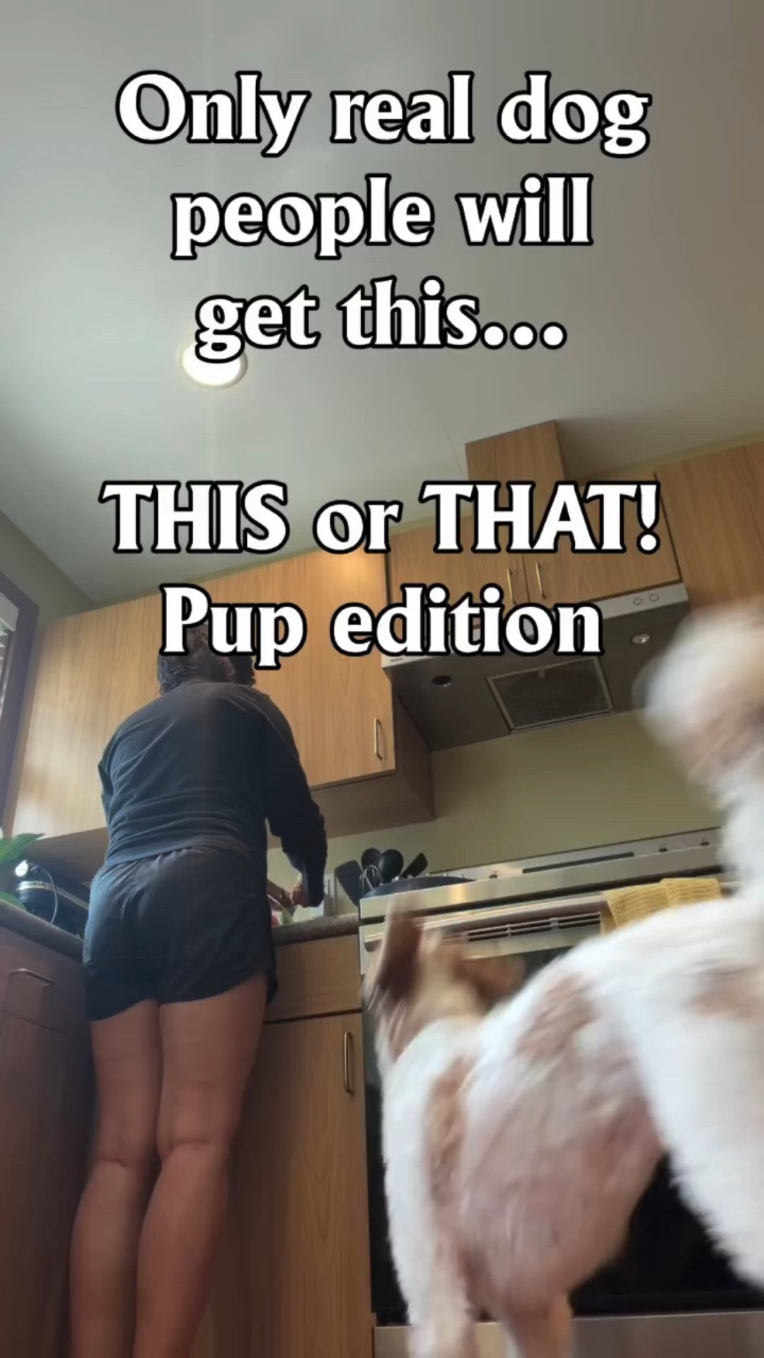 Pick your dog’s answer before she does 👇 #doodlechaos #doodlesbeingdoodles #doghumor #dogcomedy #relatabledog