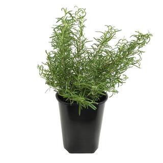 Ornamental Upright Rosemary Outdoor Plant Garden Annual in 1 Gal. Grower Pot | The Home Depot