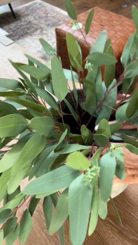 If you’re looking for affordable greenery to transition your home, I love these seeded eucalyptus from Amazon. They come in a bundle and are only $23! Absolutely gorgeous! 

#LTKstyletip #LTKfindsunder50 #LTKhome