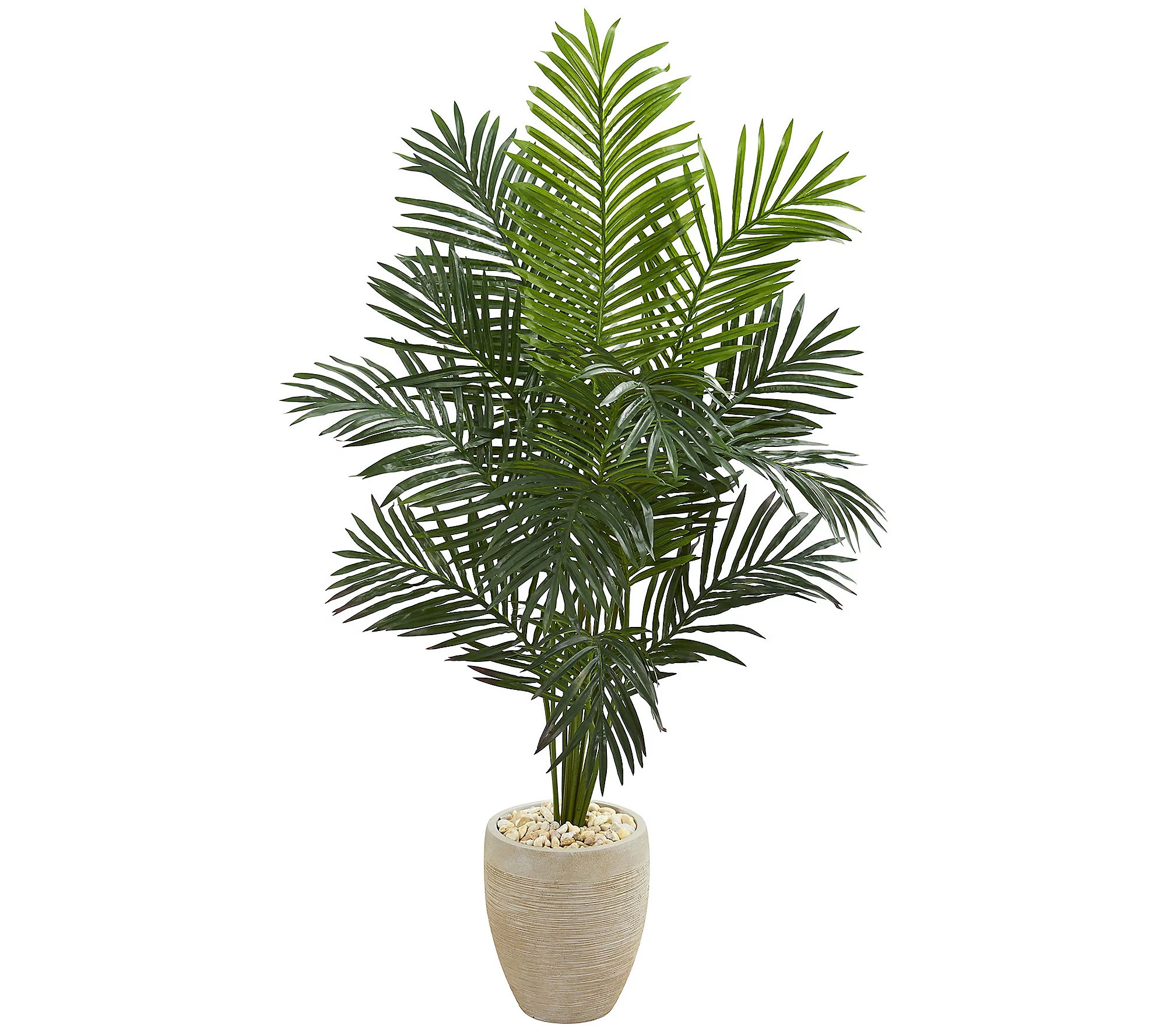 5.5' Paradise Palm Tree in Planter by Nearly Na tural | QVC