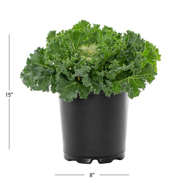 Metrolina Greenhouses Ornamental Kale Plant in 2 Quart(s) Pot 3 -Pack | Lowe's