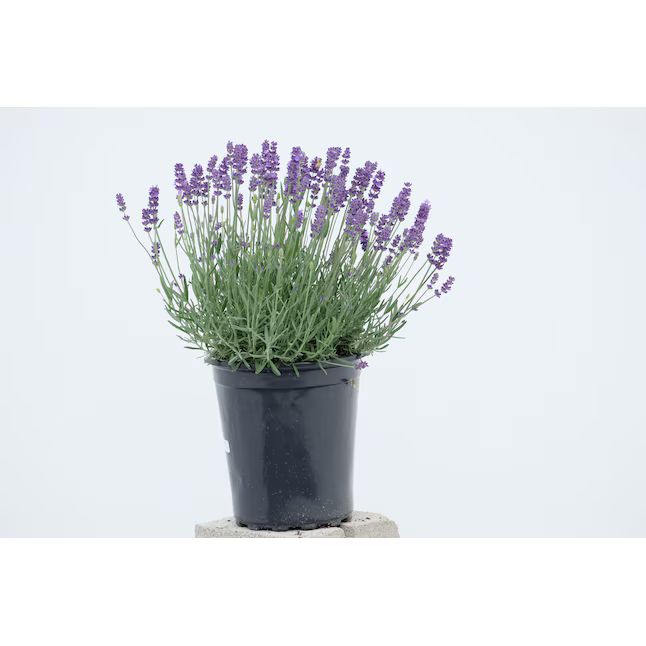 Lavender English Lavender Plant in 2.5-Quart Pot | Lowe's