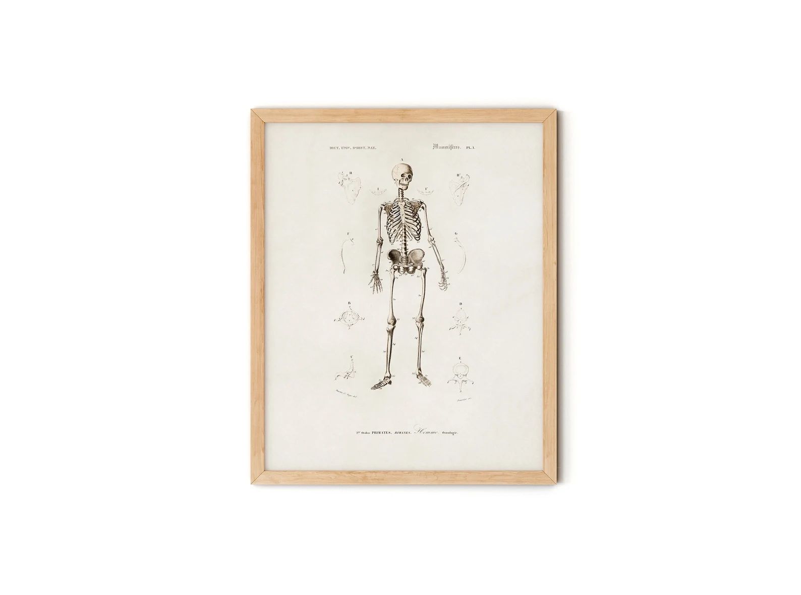 Skeleton Print, Human Skeleton Illustrated By Charles Dessalines D' Orbigny (1806-1876), Vintage ... | Etsy (US)