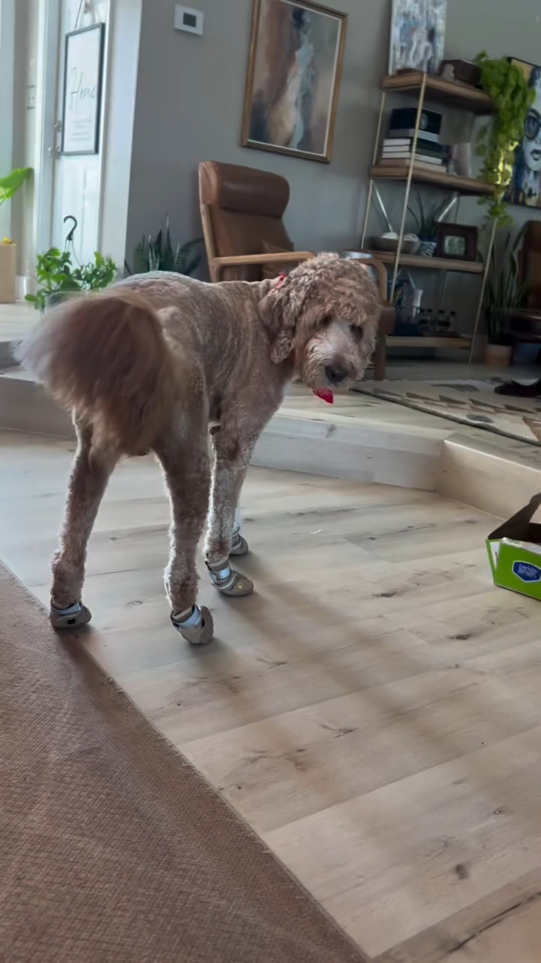 Mama always said you can tell a lot about a dog by his shoes… Like how dramatic he’s gonna be the first time he wears them. 🐾👟😂 #DogBoots #Pawtection #forestgumpenergy #dogsofinstagram