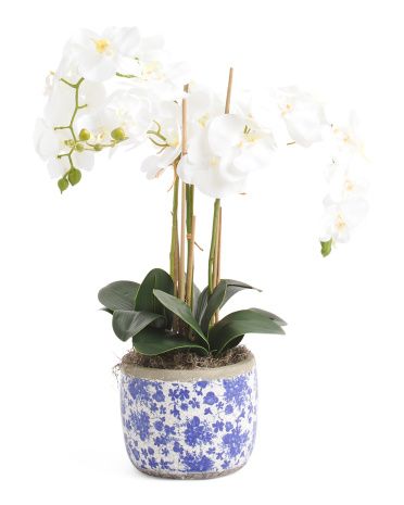 Orchids In Ceramic Pot | TJ Maxx
