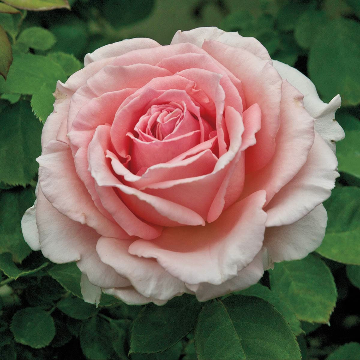 Spring Hill Nurseries Pink Flowering Pearly Gates Climbing Rose 1 -Pack 1 -Pack in Bare root | 85042 | Lowe's