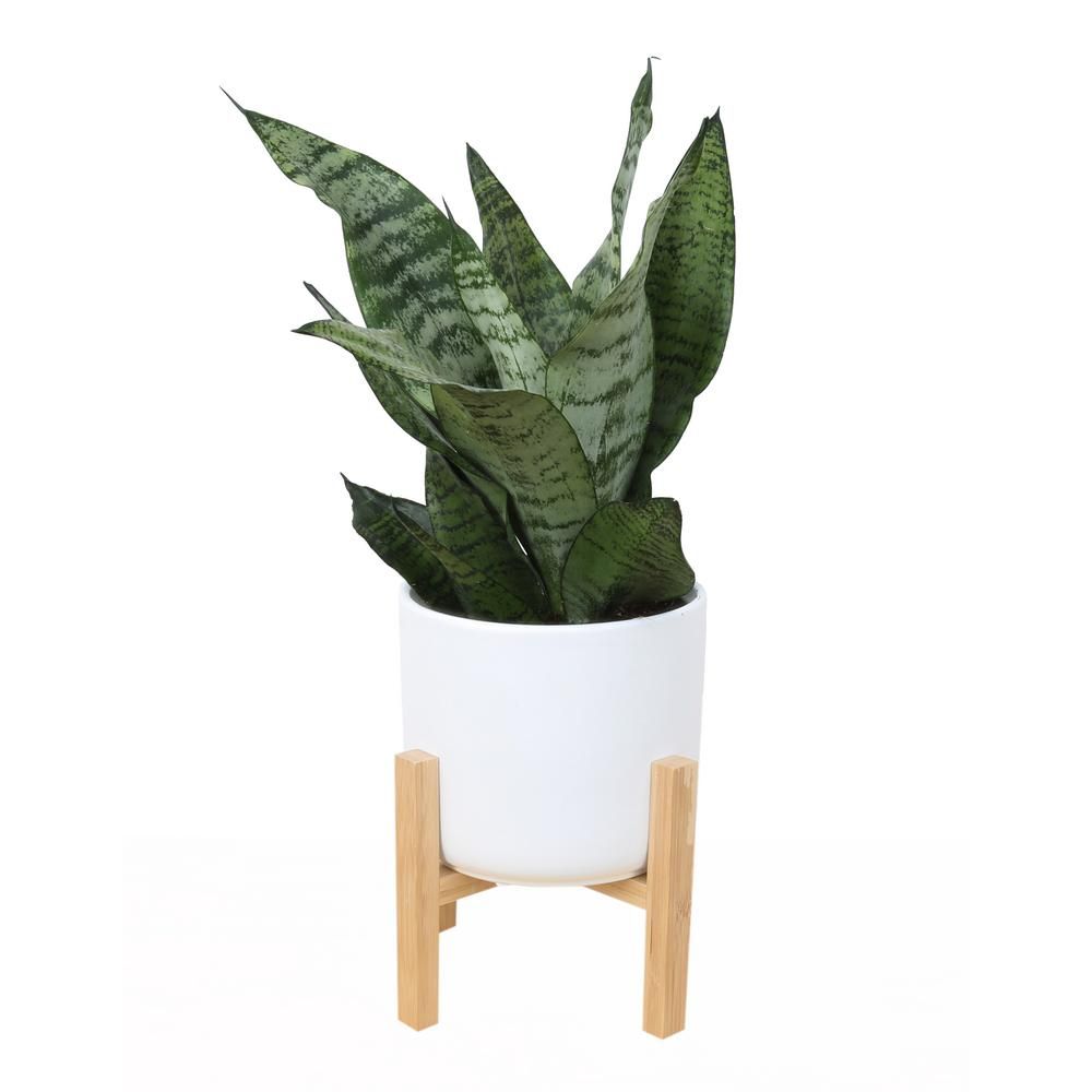 Costa Farms 6 in. Sansevieria Laurentii Snake Plant in Mid Century Modern Planter White-CO.SL07.3... | The Home Depot