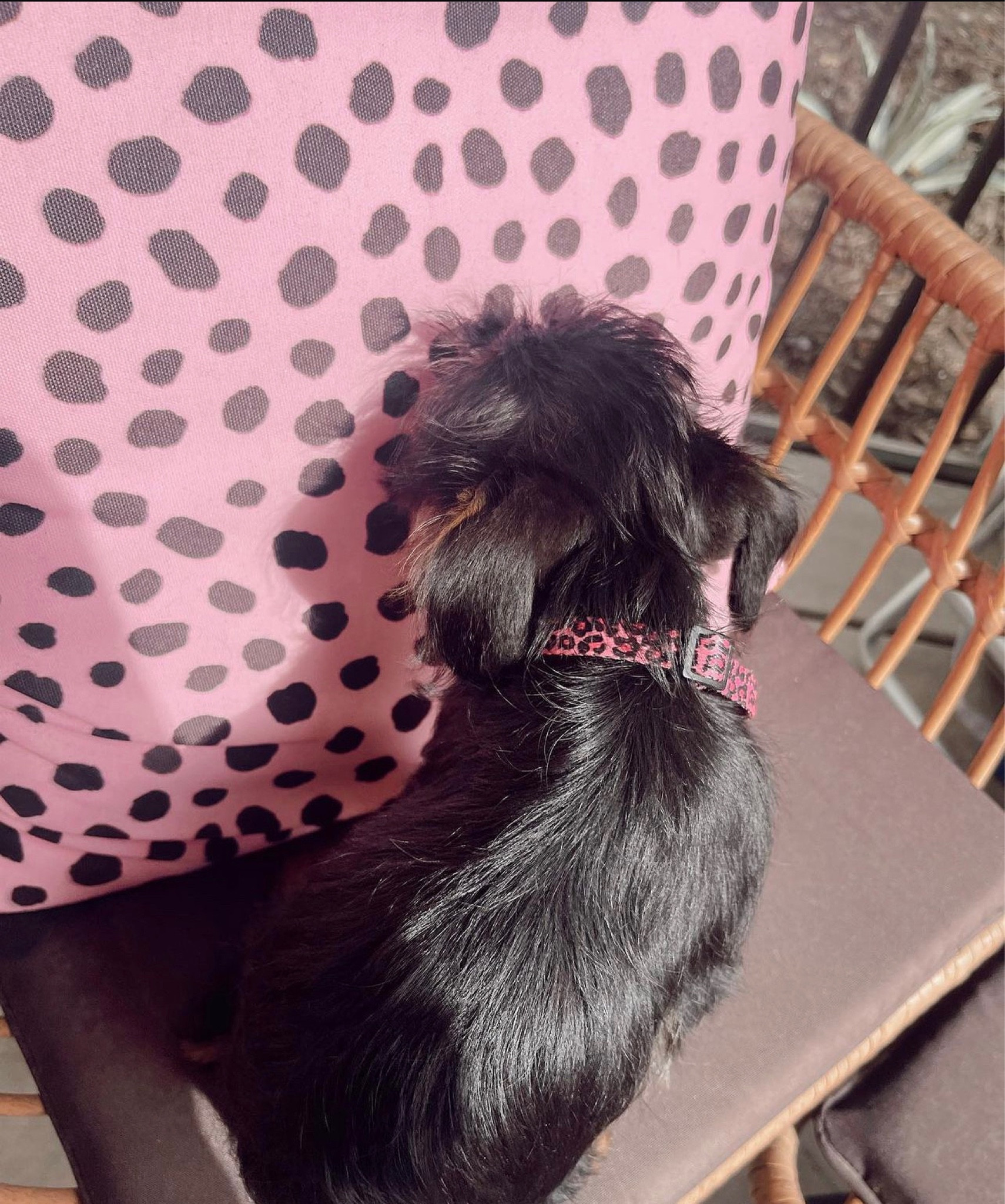 My fav place to get pillows!! All of mine are from redbubble!

#LTKstyletip #LTKfindsunder50 #LTKhome