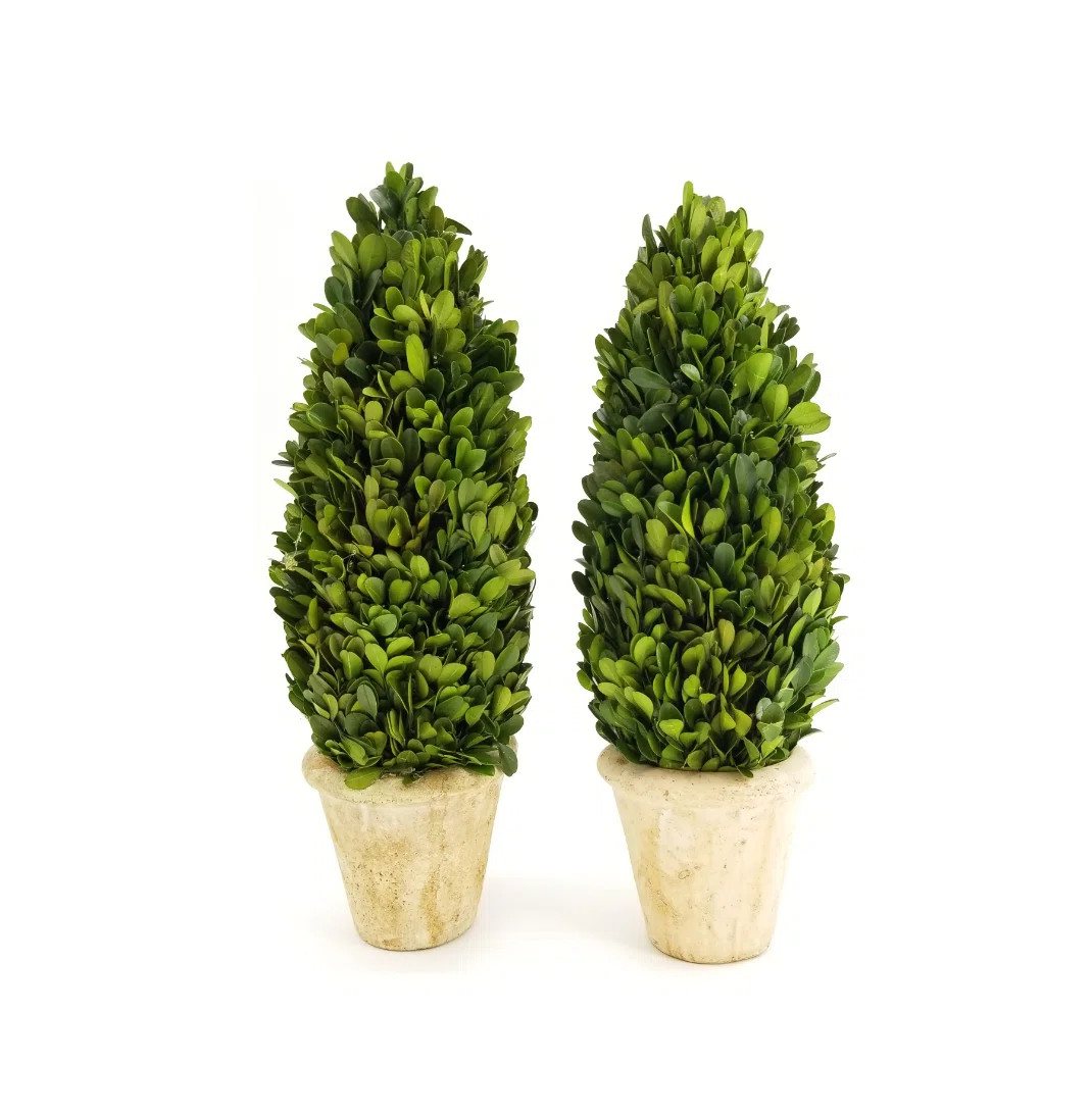 Charlton Home® 2 Preserved Boxwood Topiary in Pot Set & Reviews | Wayfair | Wayfair North America