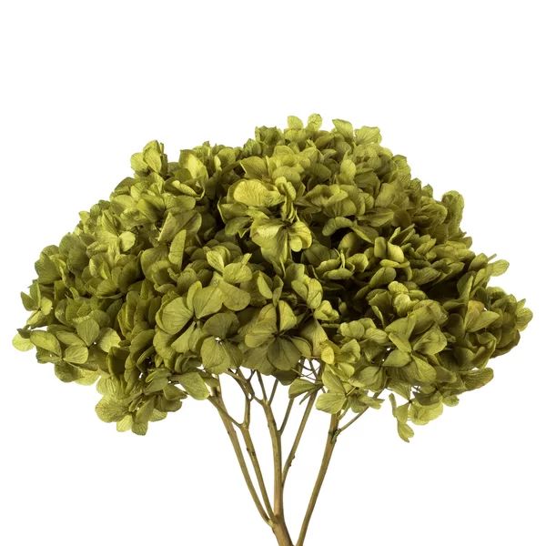 Natural Botanicals 15" Hydrangea with Multiple Branch Segments, Preserved | Wayfair North America