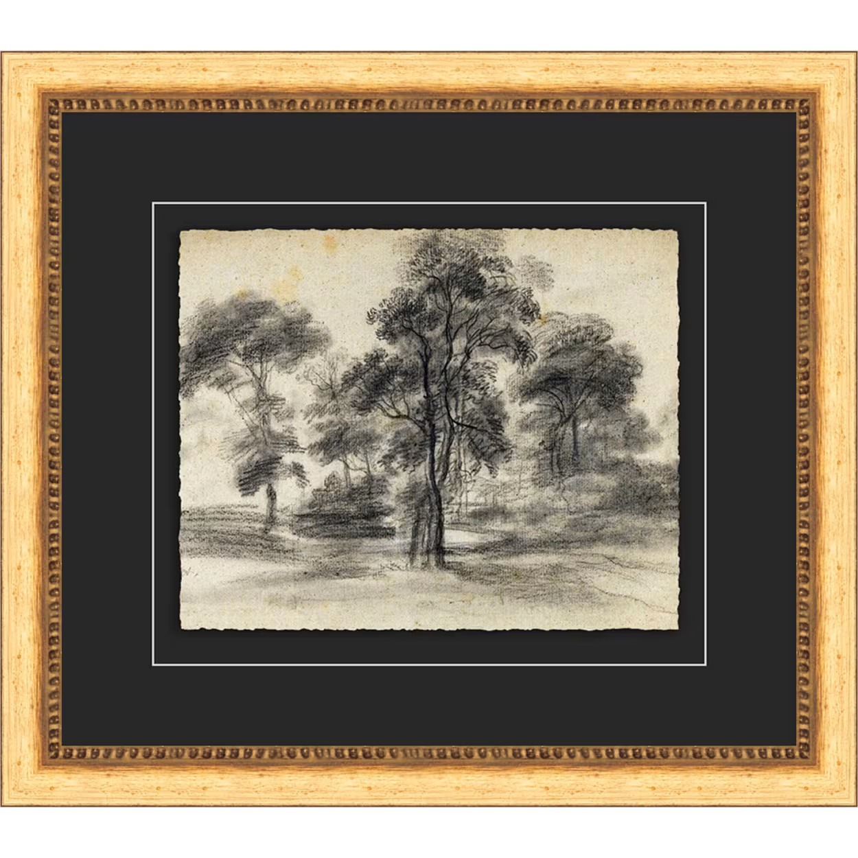 Tree Sketch | Magnolia