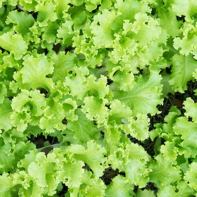 Lettuce Garden Seeds - Black Seeded Simpson - 1 Oz - Non-GMO, Heirloom Vegetable Gardening & Micr... | Walmart (US)