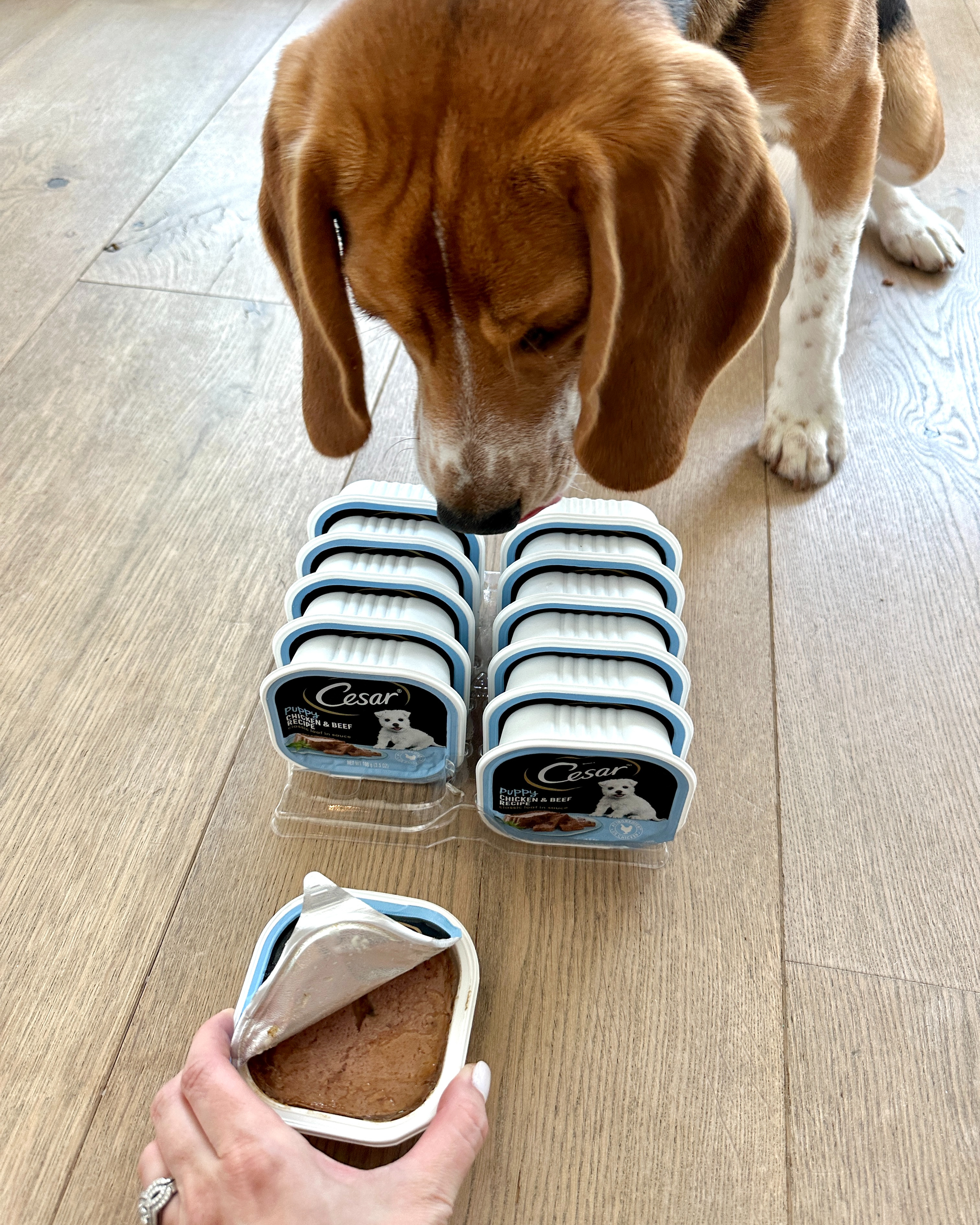Treat your pup to mealtime they’ll look forward to every day 🐶✨ with Cesar Classic Loaf Wet Dog Food! Made with rich flavor and soft loaf texture, it’s perfect for picky eaters while giving your furry friend a satisfying, delicious meal 💖🐾. Great on its own or mixed with dry food for an extra tasty upgrade 👀✨. Trust me, this is one dog food bowl they’ll lick clean every time 💕
#wetdogfood #dogfood #petessentials #doglife #furbaby #petparents #doglovers #petcare #happydog #dogmealtime #petwellness #dogproducts #dailycare #healthypets #petlove #dogtreats #ltkpets #ltkfinds #petmusthaves #doginspo #petlifestyle #musthave #spoileddog #dogmom
 

 