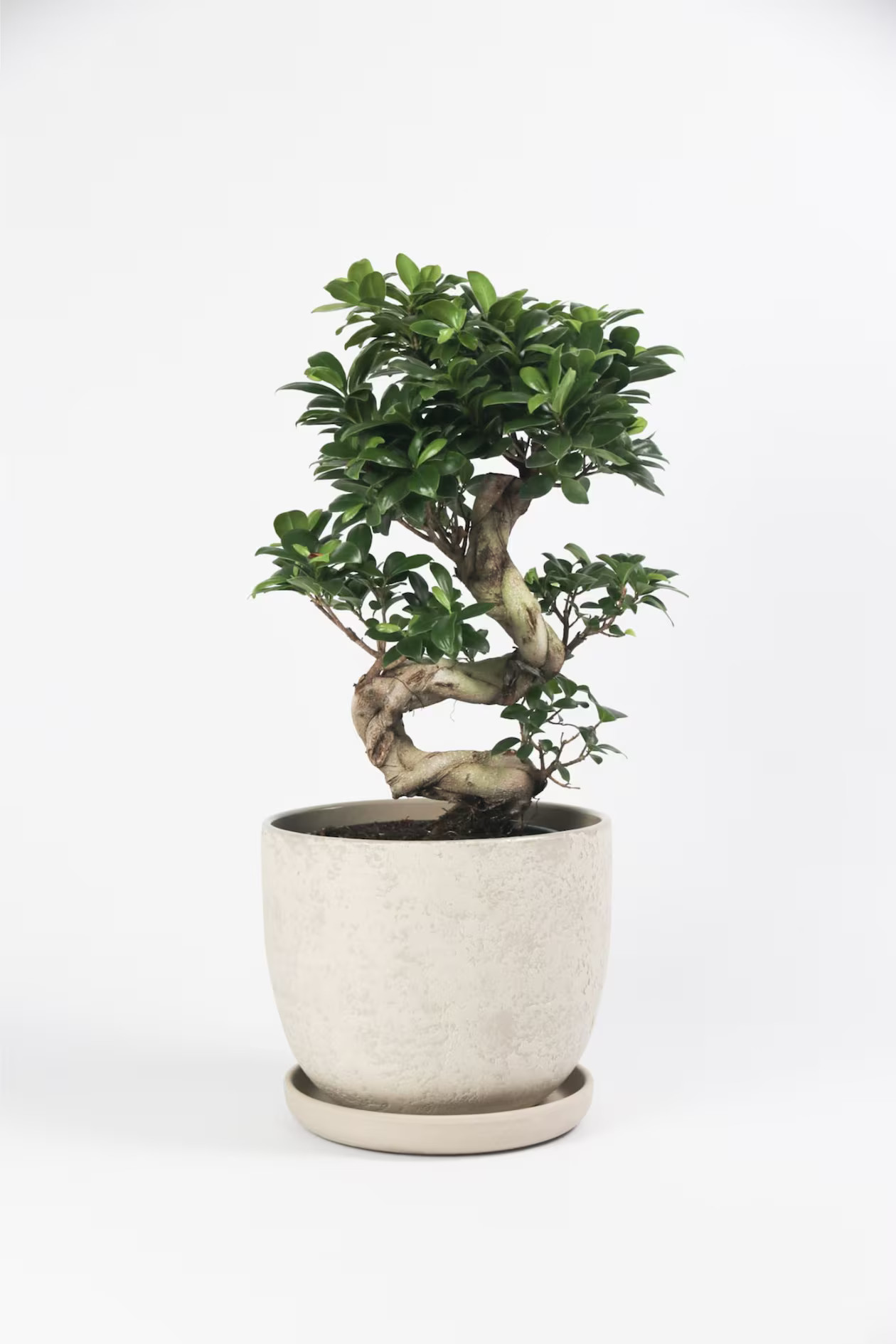 JAPANISCHE BONSAI S-SHAPE | H&M (DE, AT, CH, NL, FI)
