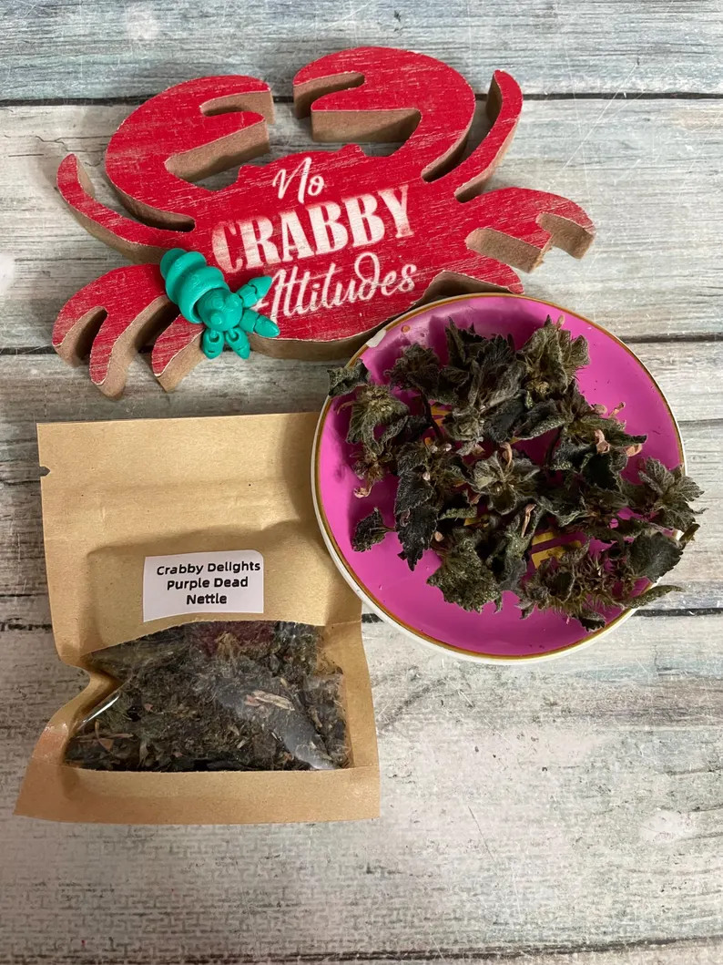 Purple Dead Nettle Foraging for Hermit Crabs | Etsy (US)