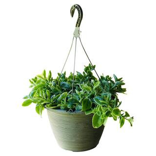 1.8 Gal. Livingstone Daisy Plant Red Flowers in 11 In. Hanging Basket | The Home Depot
