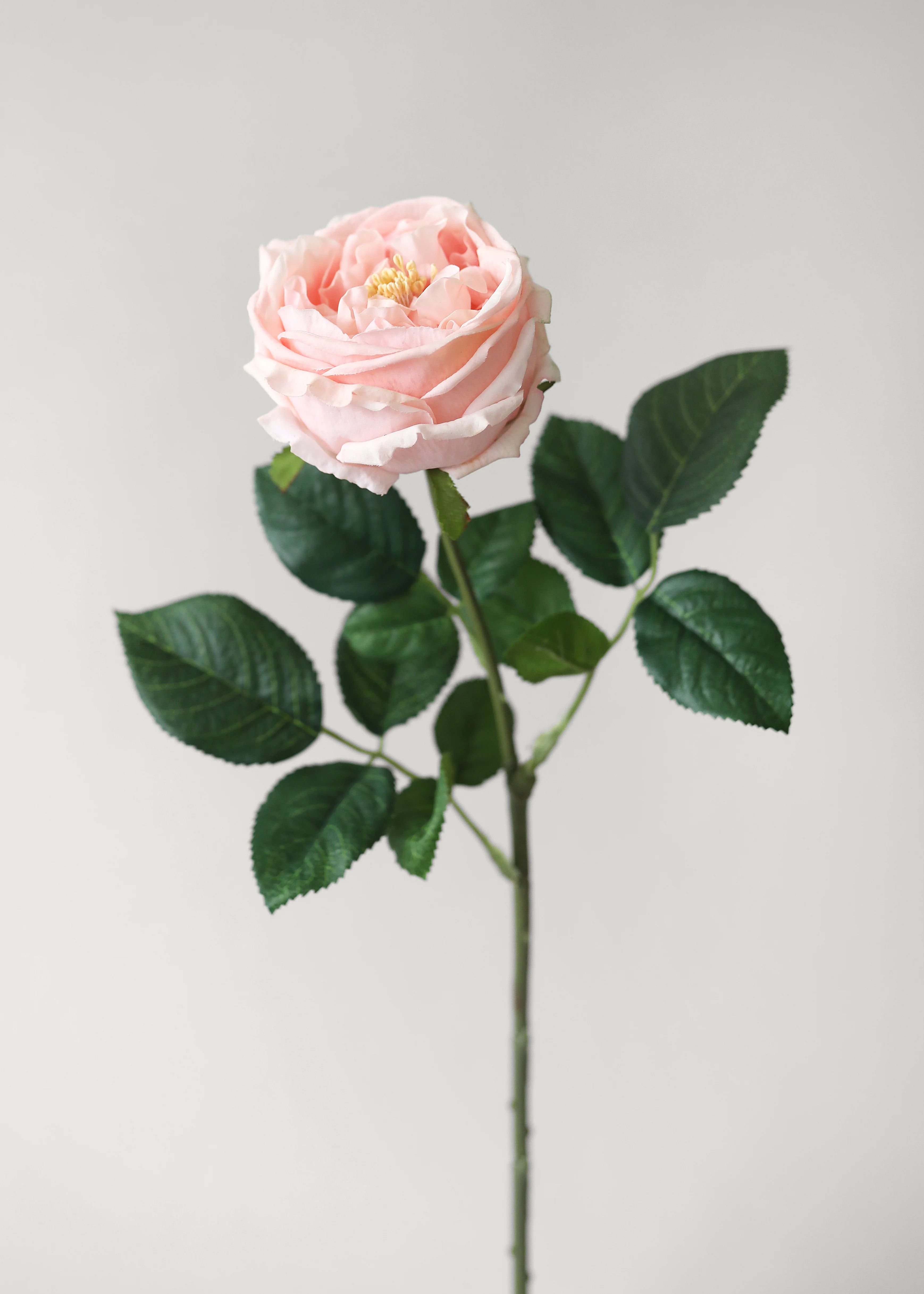 Artificial Flowers Real Touch Austin Rose in Pink - 24 | Afloral