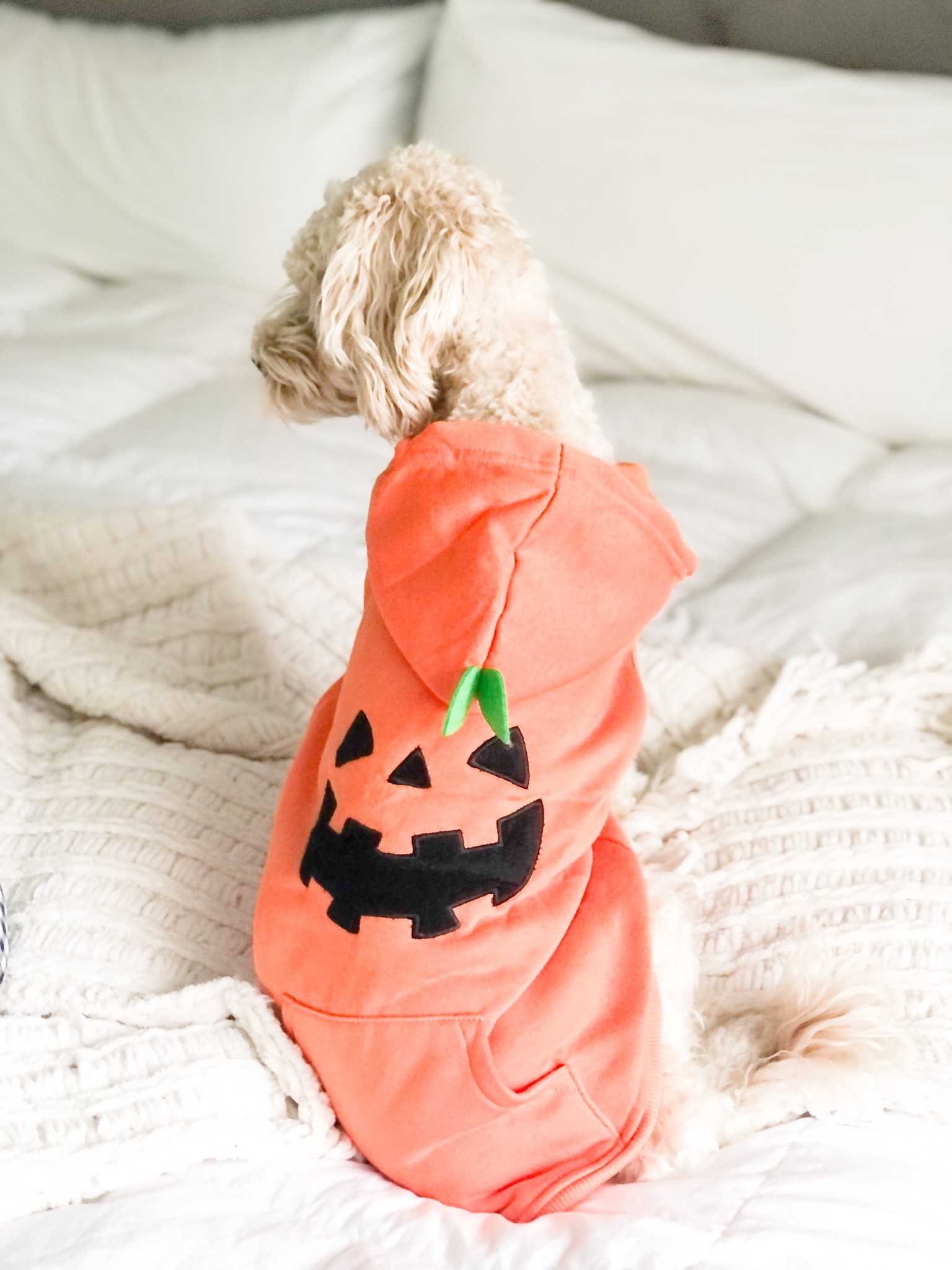 Momma’s sweet pumpkin 🎃
My pumpkin dog hoodie and other crowd favorites to choose from for your dog’s Halloween costume this year! 👻
#ltkdog #pumpkin #halloween #fall #costume  #trickortreat #tricks #treats 


#LTKstyletip #LTKSeasonal #LTKfamily