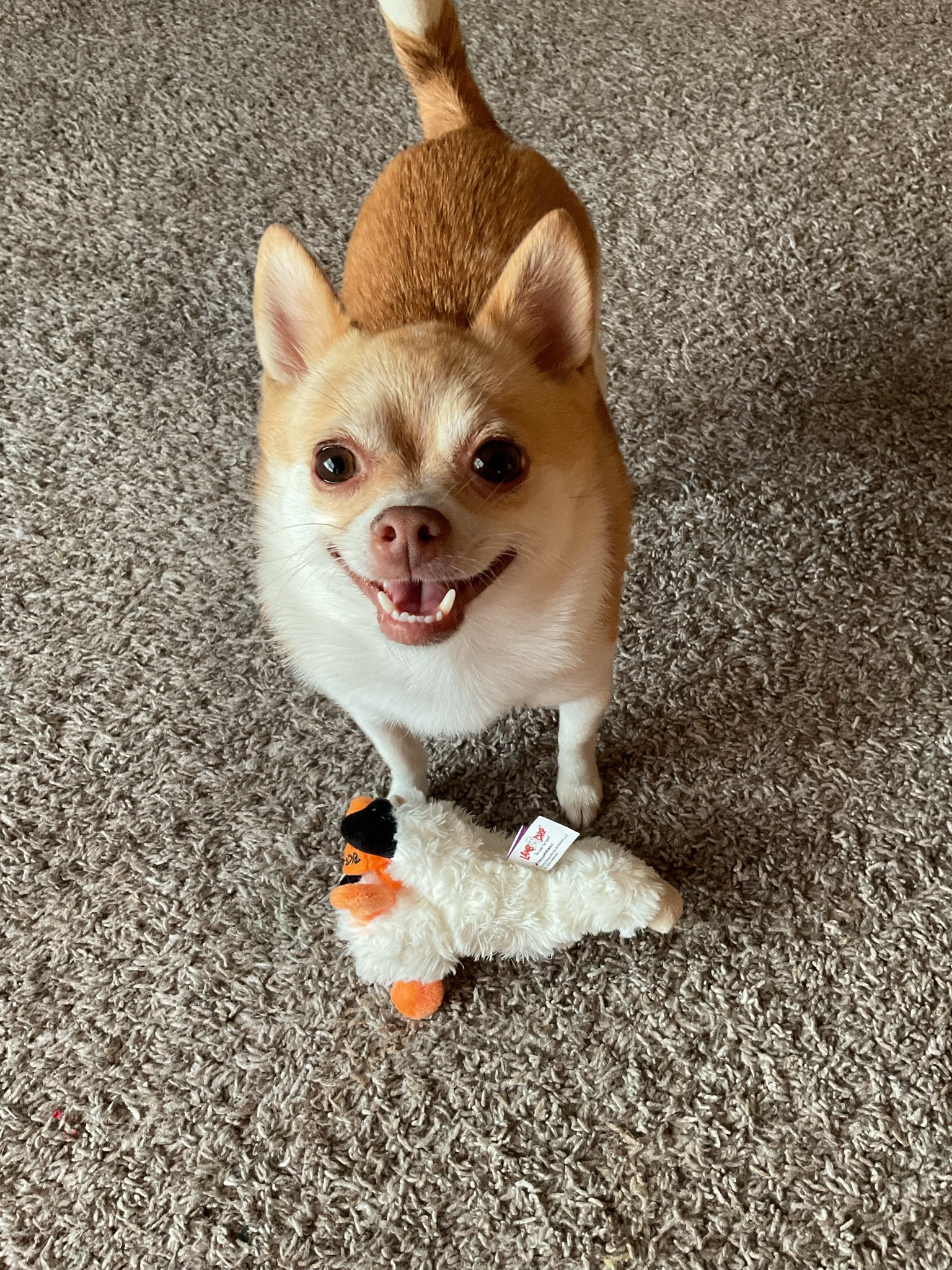 fetch with my lambie🐑