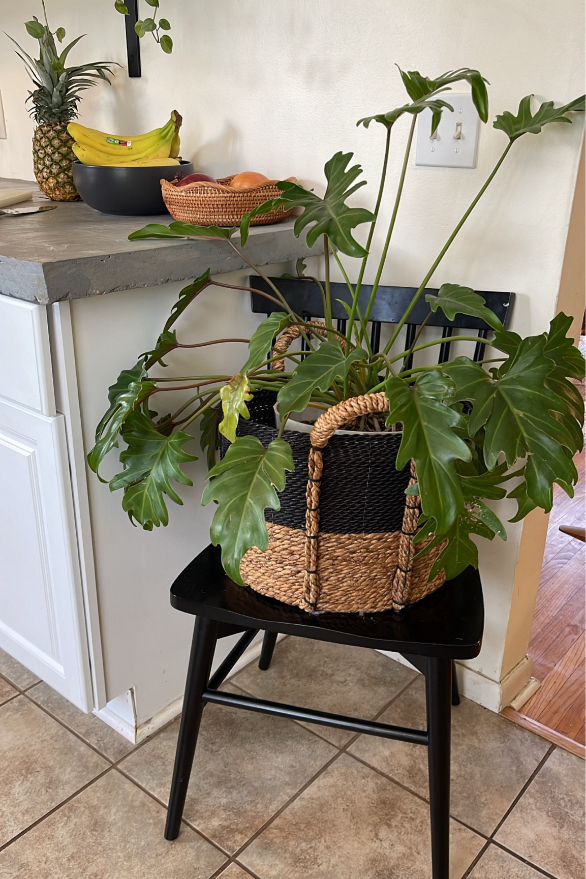 Use a chair as a plant stand 

#LTKfindsunder100 #LTKhome #LTKstyletip