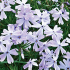 Click for more info about Blue Emerald Carpet Phlox