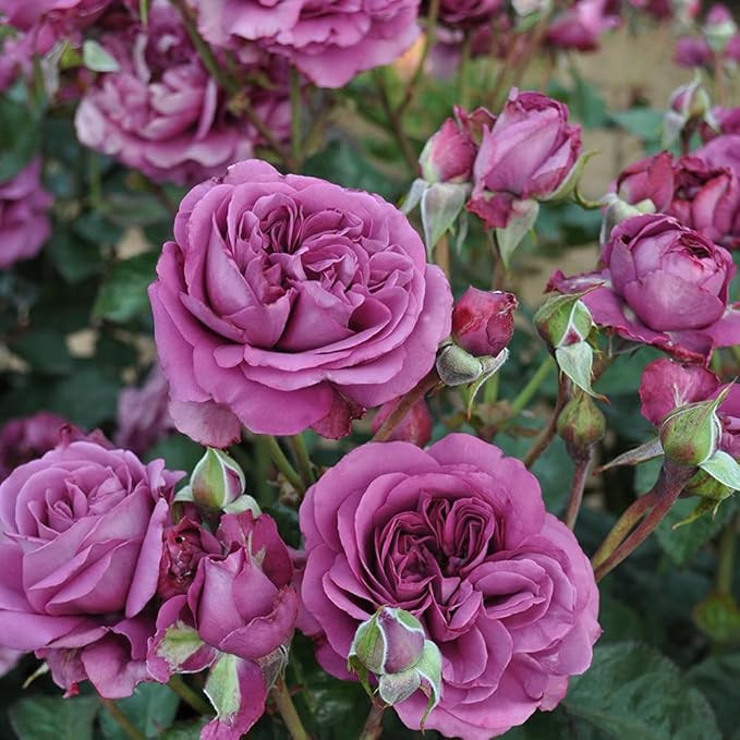 Heirloom Roses Rose Bush - The Sunbelt® Plum Perfect Floribunda Plant, Live Purple Plants for Ou... | Amazon (US)