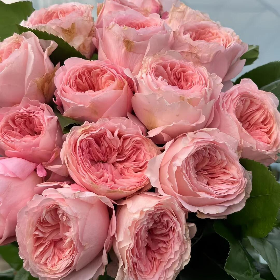 Rose “mayfield" Florist Rose Live Plant - Etsy | Etsy (US)