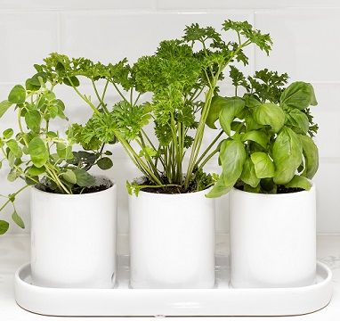 Mainstays White Ceramic 11in x 3.75in x 4in Herb Plant Planter | Walmart (US)