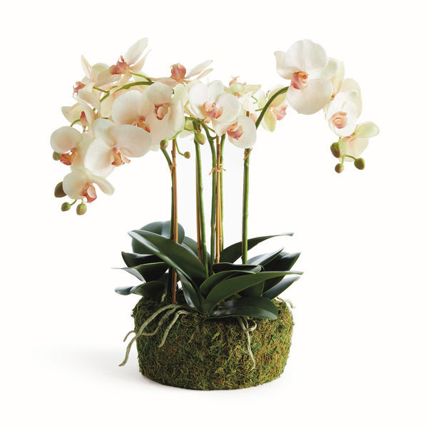 Phalaenopsis Orchid Bowl Drop-In 18.5"
     
  10% OFF | Scout & Nimble