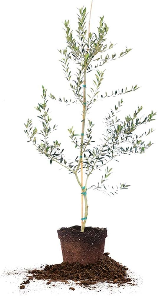 Perfect Plants Arbequina Olive Live Plant, 4-5ft, Includes Care Guide | Amazon (US)