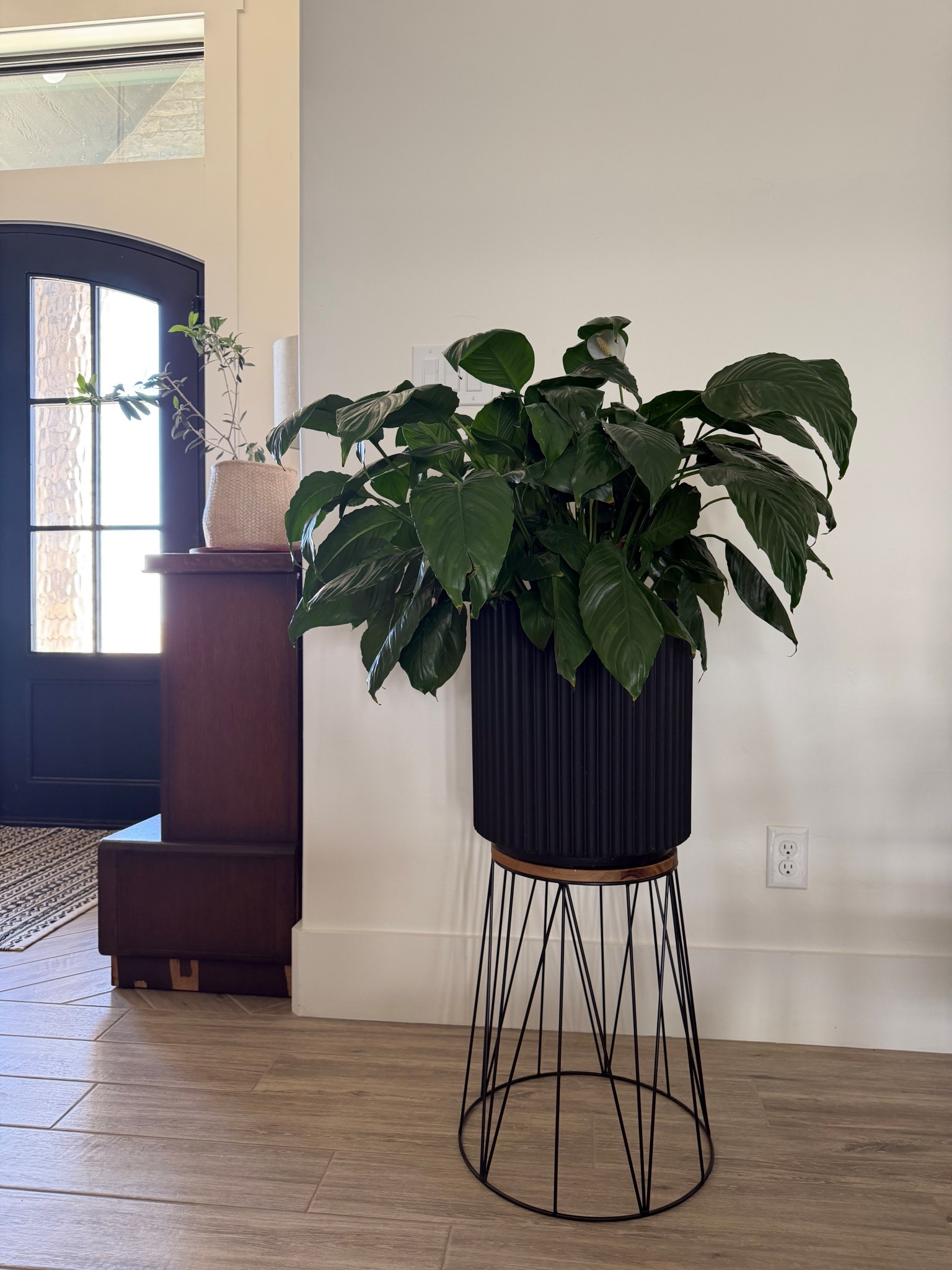 A new planter and plant stand because apparently my hobbies now include rearranging greenery like it’s interior design.
#LTKhome #WalmartFinds #PlantLady


#LTKHome