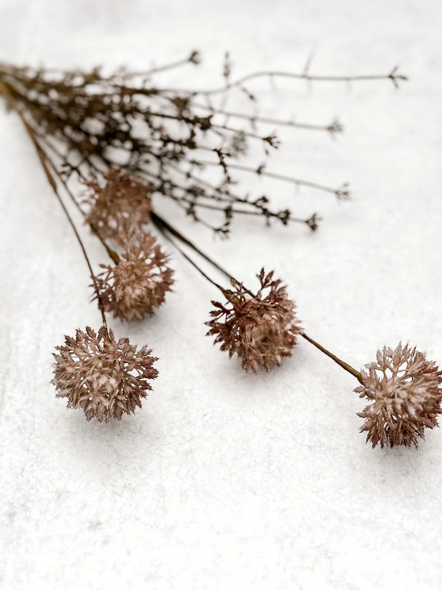 Melaleuca Stem - Purple | Jaclyn James Co