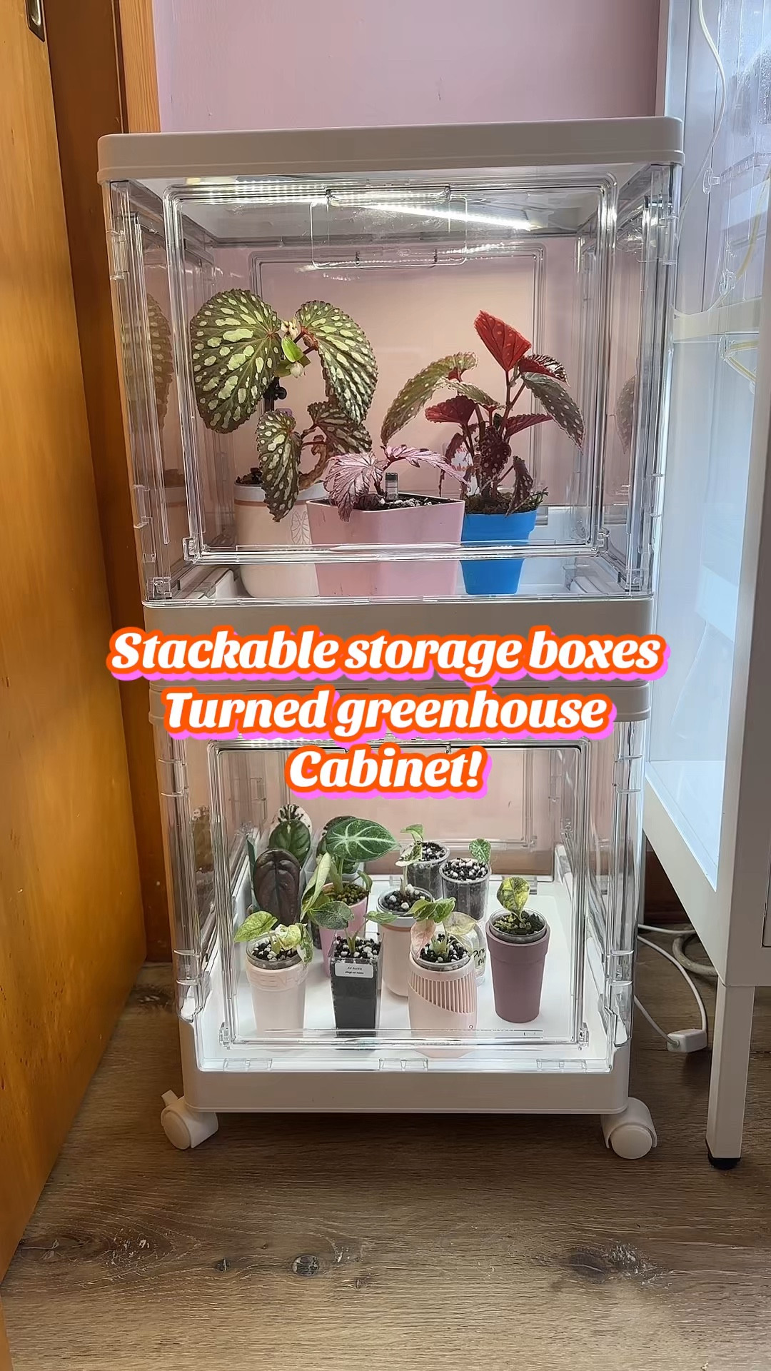 Acrylic storage box turned greenhouse cabinets!!! 

#LTKHome #LTKmomlife