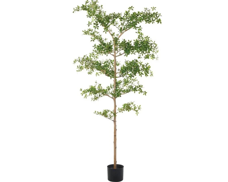 Faux Black Olive Tree, Shady Lady Tree, Black Olive Tree, Olive Tree - Etsy | Etsy (US)