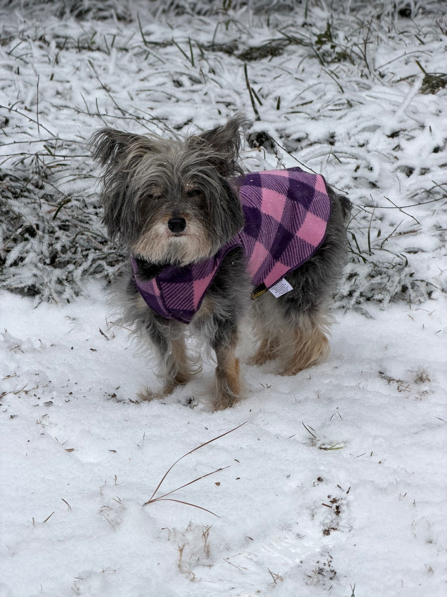 Best dog shirt, dog fleece, great for daily wear and works perfectly as a base layer to a heavier coat. 

All three of my dogs have multiple gold paws. They love them!

Goldpaws 

#LTKootd #LTKmomlife