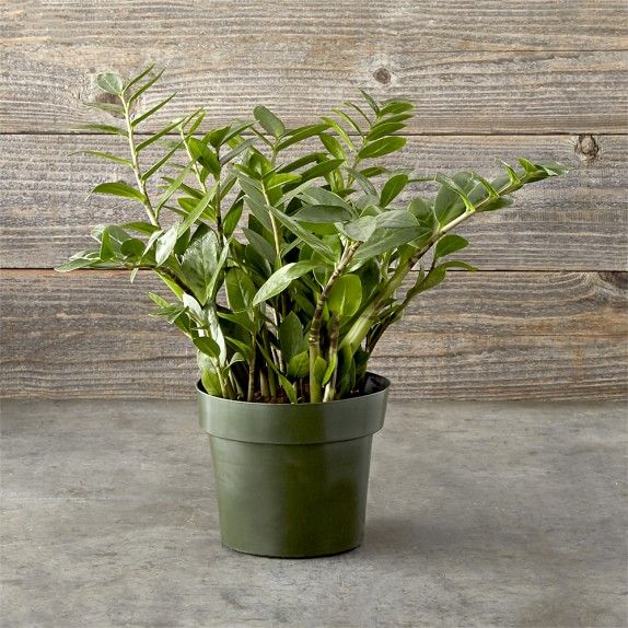 Plant Zanzibar Gem Plant | Williams-Sonoma