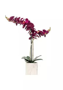 Potted Real Touch Dark Purple Phalaenopsis Spray | Belk