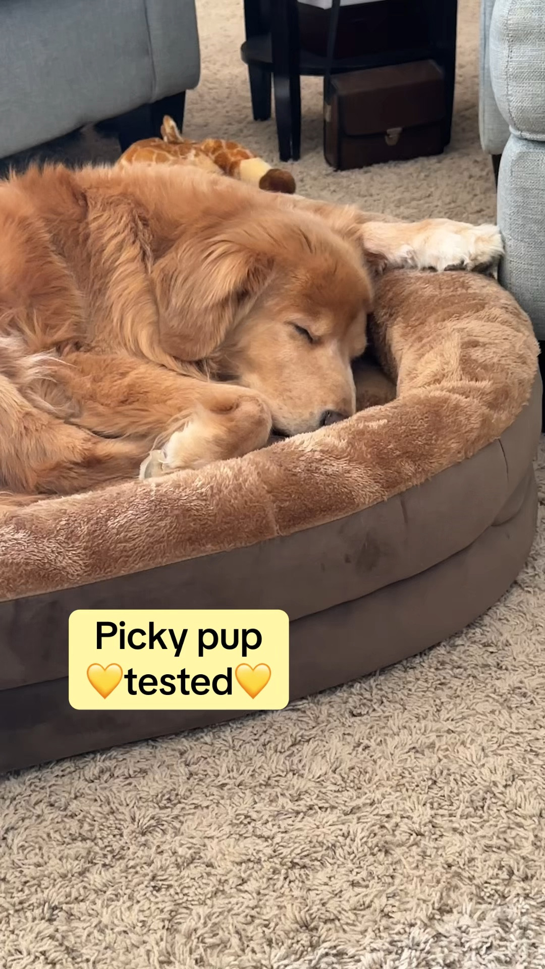 and his bed. This is the first dog bed he has ever liked, and it's safe to say he more than likes this one. Wasn't planning on sharing this bed two days in a row but how can I resist not sharing this?! Your fur baby deserves this level of comfort, too.
#dogmom #goldenretriever #seniordog

#LTKHome #LTKvlog #LTKPets
