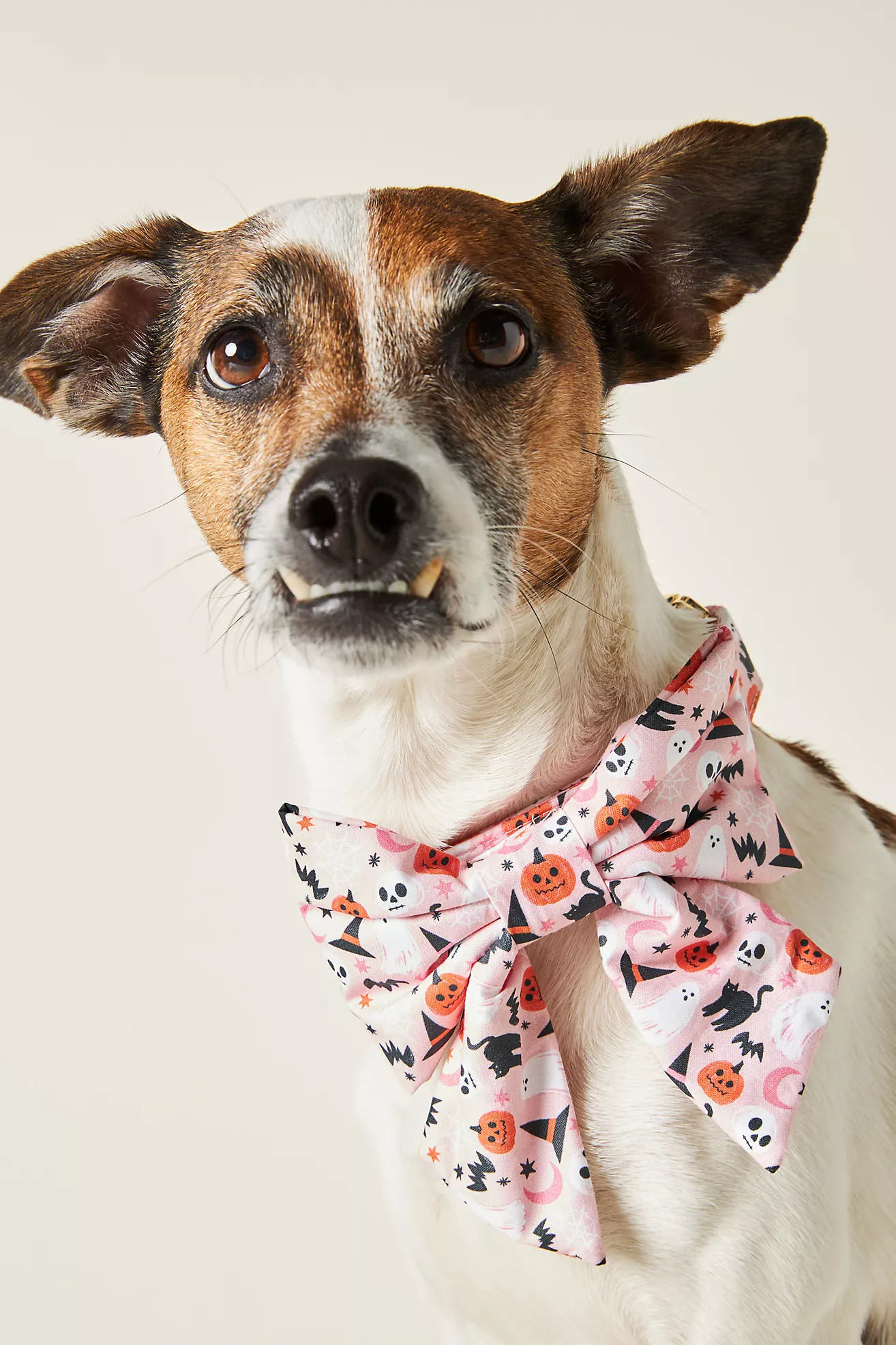 The Foggy Dog Bewitched Lady Dog Bow | Anthropologie (US)