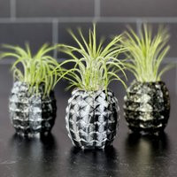 Limited Edition Specialty Air Plant Pineapples | Etsy (US)