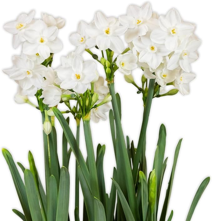 Easy to Grow Narcissus Paperwhite 'Ziva' Plant Bulbs (10 Pack) - Large Flower Bulbs for Indoor Fo... | Amazon (US)