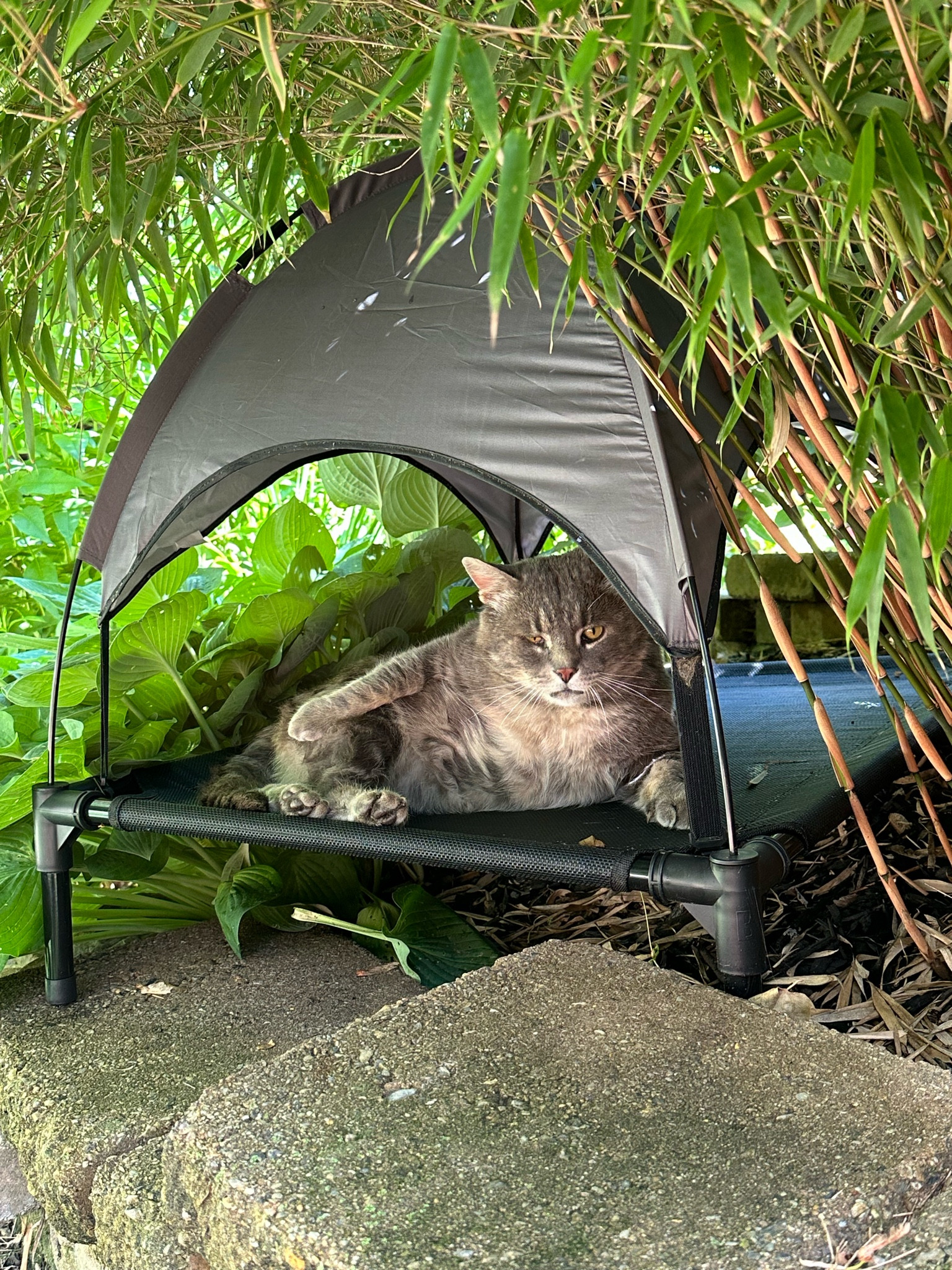 An elevated outdoor dog or cat bed with canopy | Removable Sunshade shade tent for cats and dogs perfect for the summer! 

#LTKSaleAlert #LTKHome #LTKSeasonal