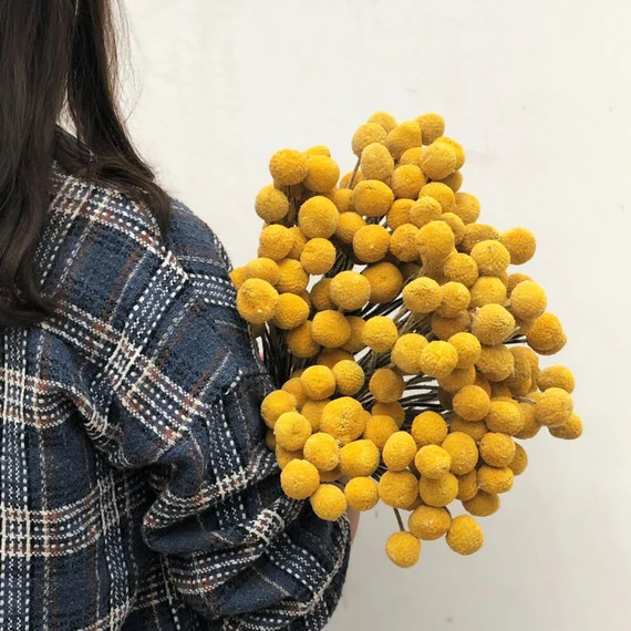 Dried Craspedia 18 talldried Billy Ballsnatural Billy | Etsy | Etsy (US)