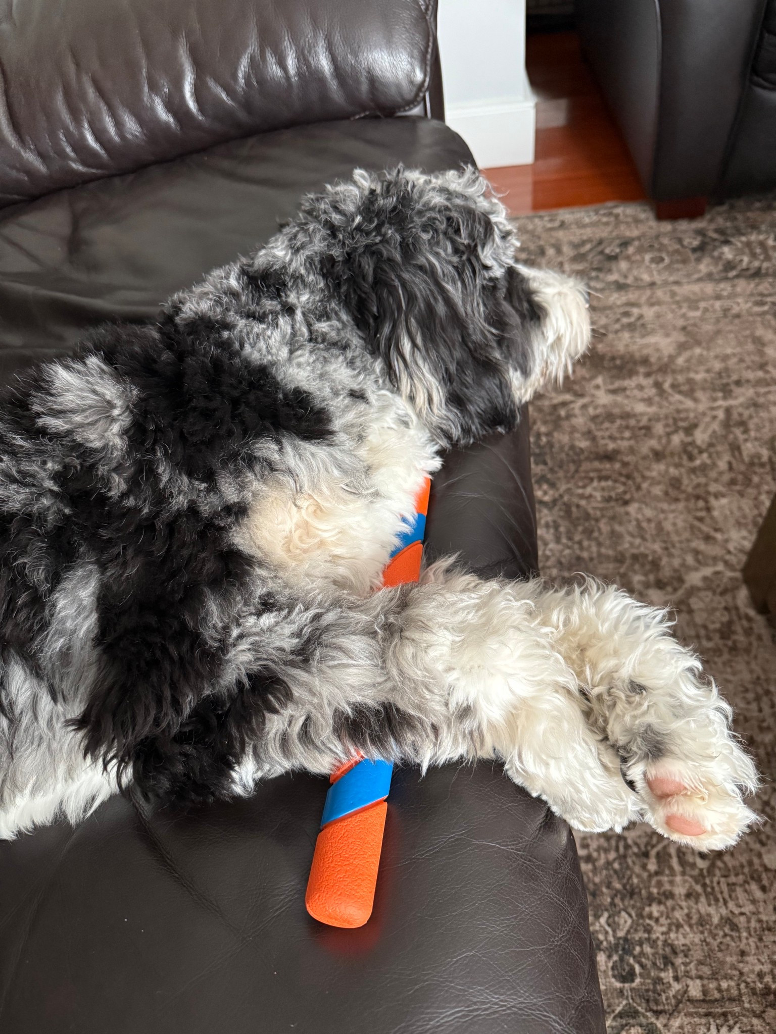 The BEST dog toys! My 10 month old puppy is destroyed every toy except these ones! 

#LTKdayinmylife #LTKHome #LTKActive