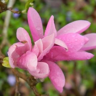 #7 Pot Pink Flowering Jane Japanese Magnolia Tree MAGJAN07G - The Home Depot | The Home Depot