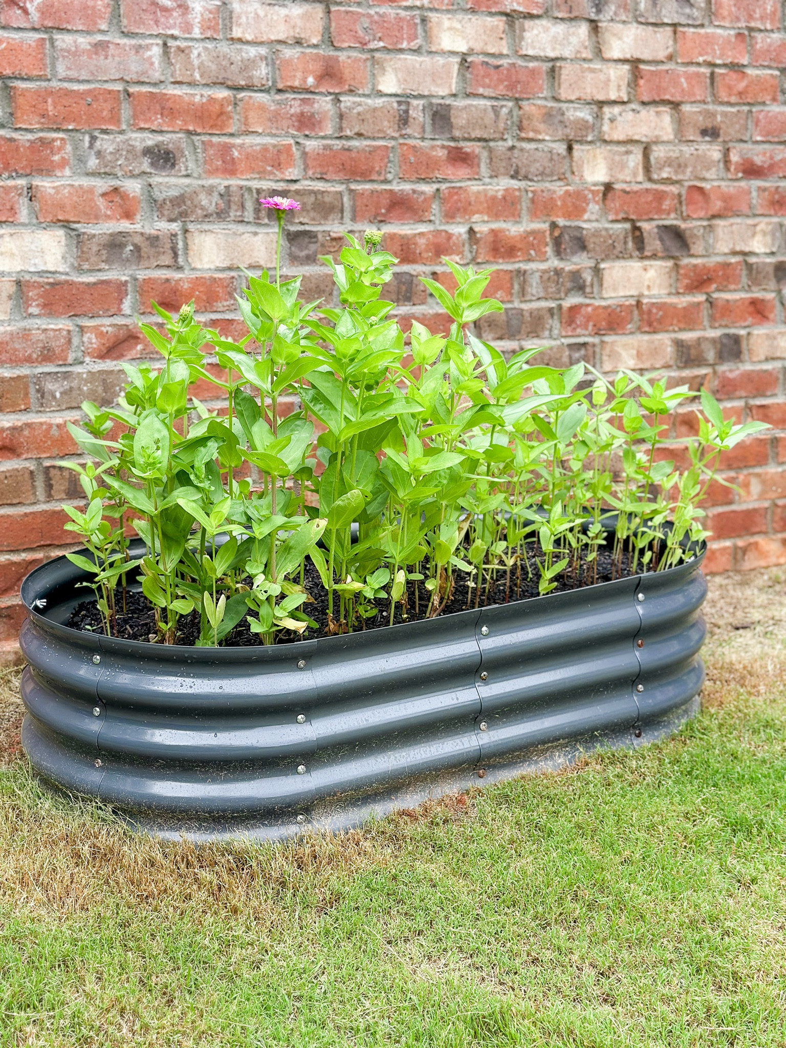 One of my wants for this year was to plant some zinnias and so I did it! Started a little later than I would’ve liked, but today I have my first bloom! 

#LTKSummerSales #LTKHome