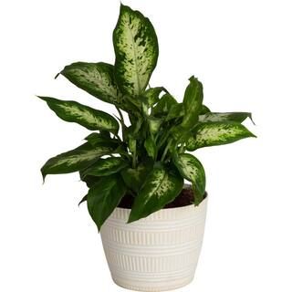 Costa Farms Dieffenbachia Dumb Cane Indoor Plant in 6 in. White Pot, Average Shipping Height 1-2 ... | The Home Depot